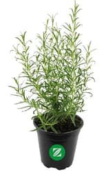 Rosemary in pots