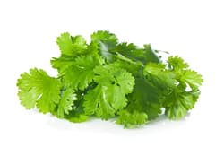 Coriander
