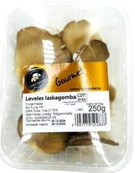 Gourmet Leveles laskagomba