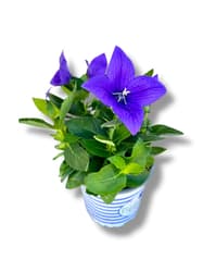 Balloon Flower in pot