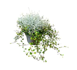 Nusy Flower Párnacserje és angyalszőlő összeültetés