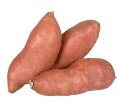 Édesburgonya, lédig
