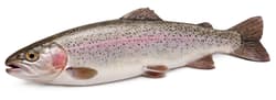 Panarini Trout, whole, gutted, fresh, 1 pc