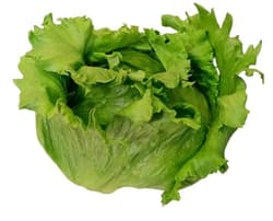 Iceberg lettuce