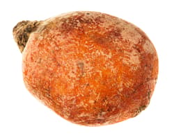 Beets Yellow