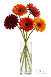 Nusy Flower Gerbera csokor- 5 szál