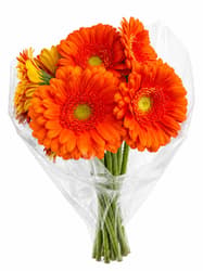 Gyuris Kertészet Mono gerbera csokor