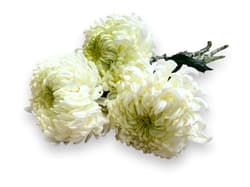 Spherical chrysanthemum, white, 3 strands