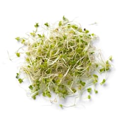 Organic Broccoli sprout