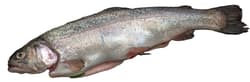 Whole Trout without Intestines, 2 pcs