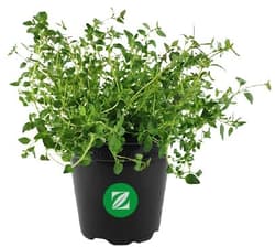 Thyme potted