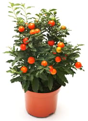 Solanum, Coral bush