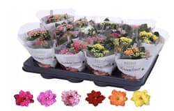 Mini korallvirág 7 cm-es cserépben