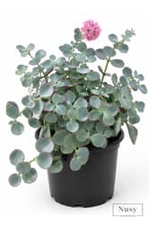Októberke 'Sedum sieboldii' 12 cm-es cserépben