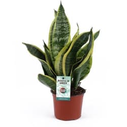 Sansaveria 12cm