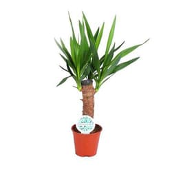 Yucca 12cm
