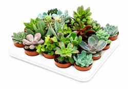 Szukkulens mix 5,5 cm-es cserépben