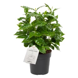 Kávécserje (Coffea arabica) 12 cm-es cserépben