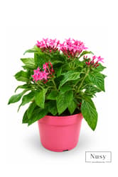 Egyiptomi csillagcsokor 13 cm-es cserépben