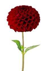Nusy Flower Dália csokor 5 szál