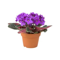 Fokföldi ibolya 13 cm-es cserépben