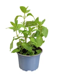 BIO Cserepes menta