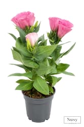 Lisianthus 11 cm -es  cserépben