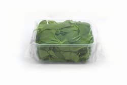 Babyleaf Baby Spinach