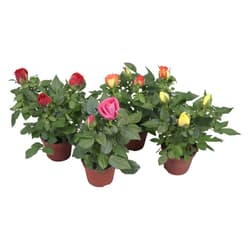 Rose mix 12cm