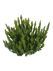 Heather "Calluna vulgaris" 11cm
