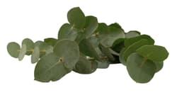 Eucaliptus csokor