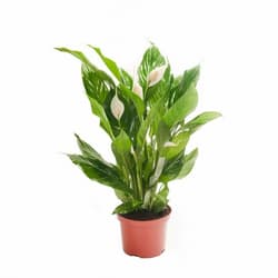 Vitorlavirág 12 cm-es cserépben