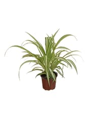 Zöldike (Chlorophytum) 12-es cserépben