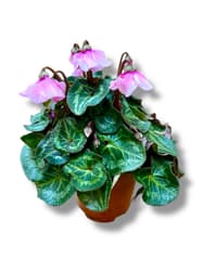 Nusy Flower Esernyős ciklámen