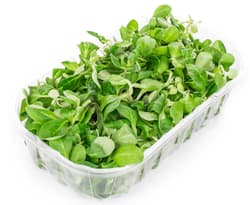 BIO Madársaláta, csomagolt