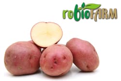 Hazai BIO piros Balatoni rózsa fajtájú újburgonya a robioFARMtól, lédig