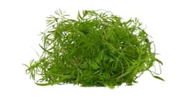 Dill microgreens