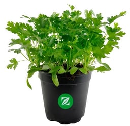 Herbs and microveggies