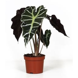 Flowers in pot