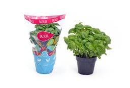 BIO plants
