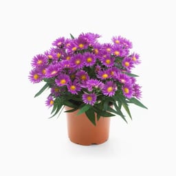 Autumn flowers and decorations