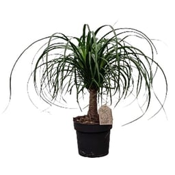 Specialties, premium plants