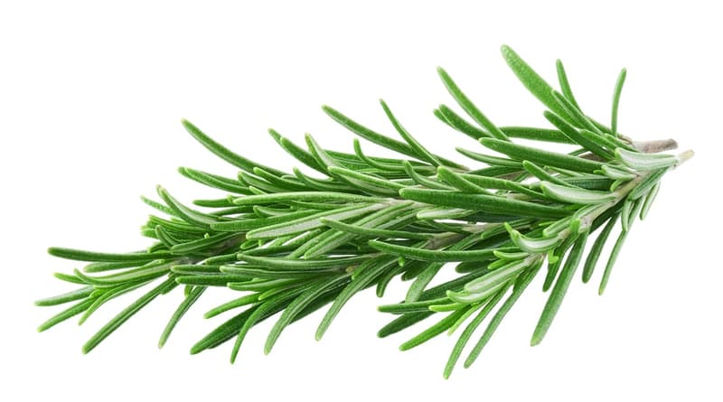 Rosemary cut