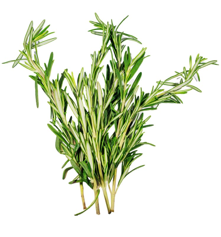 Rosemary cut