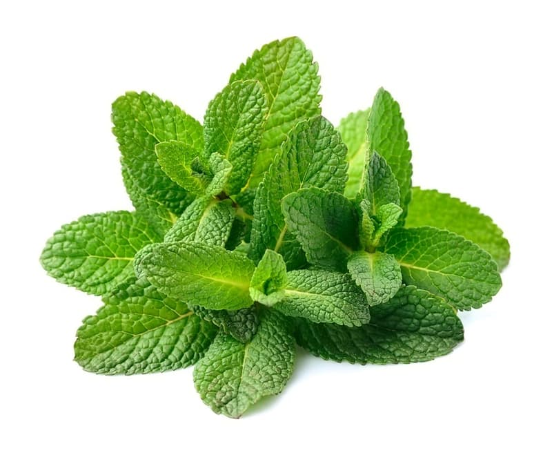 Mint cut