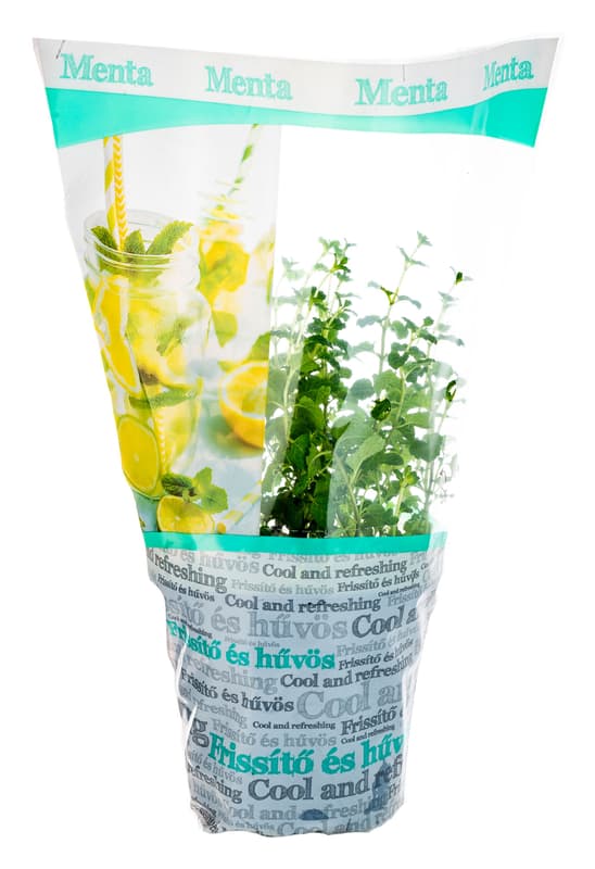 Mint in pots