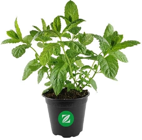 Mint in pots