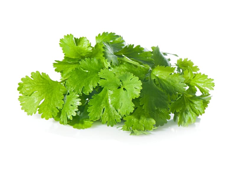 Coriander