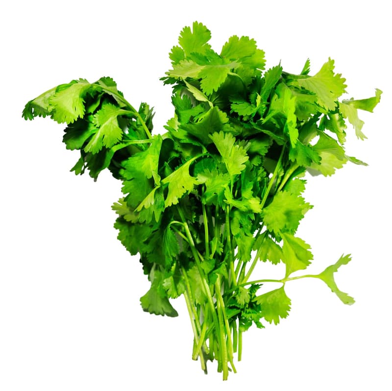 Coriander