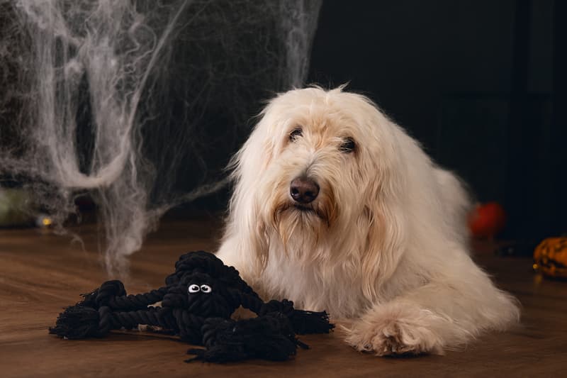 Beeztees Halloween pók kutyajáték kötéllel, 38 × 18 cm